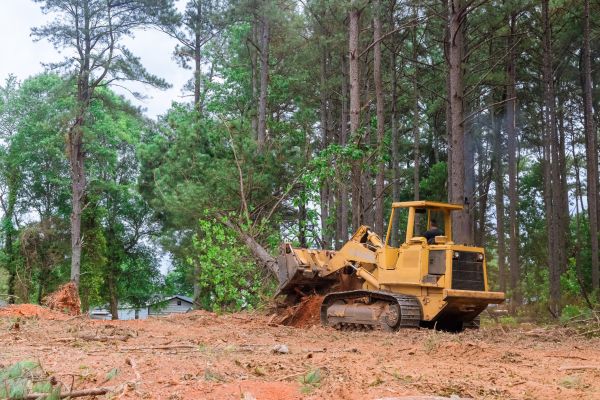 Cost of Forestry Clearing in Fort Lauderdale
