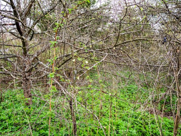Cost of Underbrush Clearing in Fort Lauderdale