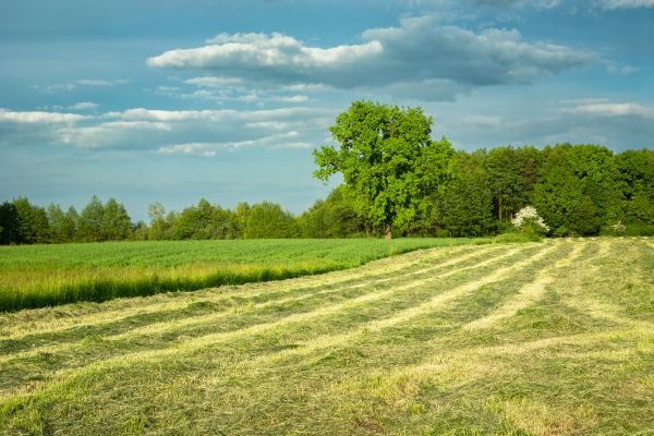 Cost of Vegetation Removal in Fort Lauderdale