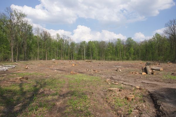 Cost of Pasture Clearing in Fort Lauderdale