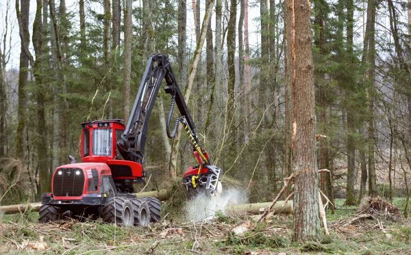 Cost of Forest Clearance Service in Fort Lauderdale