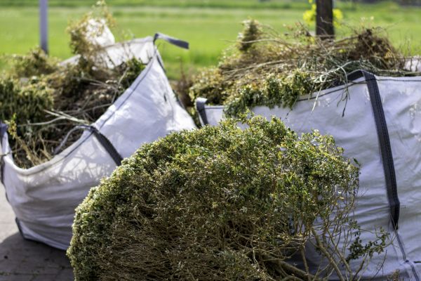 Cost of Bushes Clearing in Fort Lauderdale