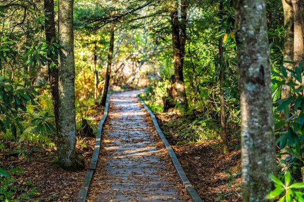 Cost of Trail Clearing in Fort Lauderdale