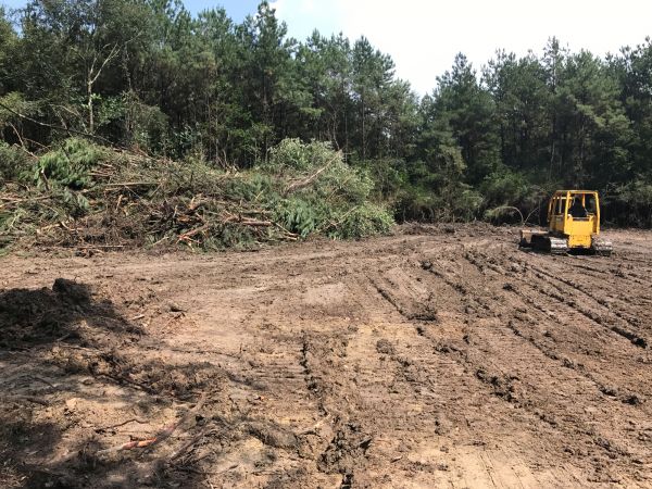 Cost of Thicket Clearing in Fort Lauderdale